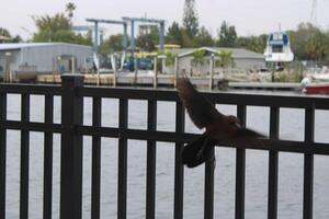 Comune grackle sospeso su su il spugna banchine nel tarpon molle Florida. foto