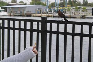 Comune grackle sospeso su su il spugna banchine nel tarpon molle Florida. foto