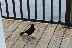 Comune grackle sospeso su su il spugna banchine nel tarpon molle Florida. foto