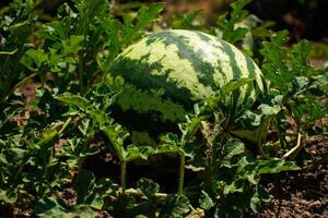 in crescita anguria su il campo. anguria, citrullus lanatus, nel un' verdura giardino foto