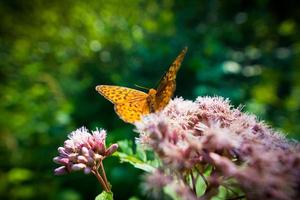 primo piano di una farfalla su un fiore foto