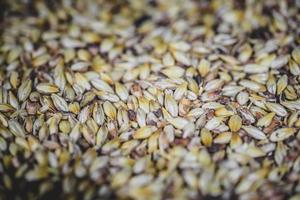 struttura del grano di birra d'orzo maltato in studio. foto