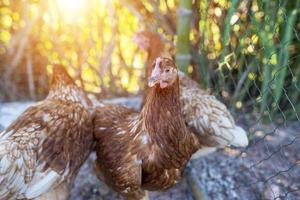 allevare galline ovaiole in azienda biologica foto