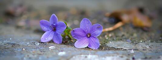 minuscolo viola pavimento fiori avvicinamento foto