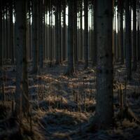 dettagli di freddo foresta foto