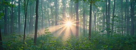 dettagli di freddo foresta foto