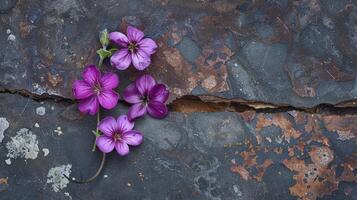 minuscolo viola pavimento fiori avvicinamento foto