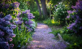 un' giardino sentiero foderato con fioritura lilla cespugli foto