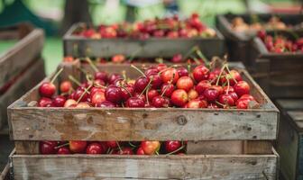 maturo ciliegie visualizzato nel un' Vintage ▾ frutta gabbia a un' nazione giusto foto