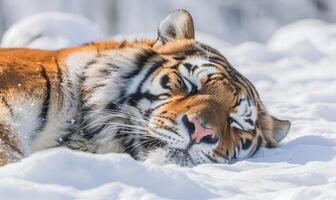 avvicinamento di un' siberiano tigre riposo nel il neve foto