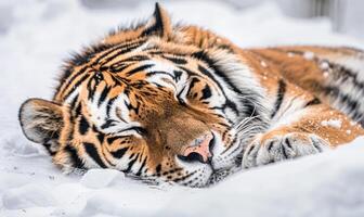 avvicinamento di un' siberiano tigre riposo nel il neve foto