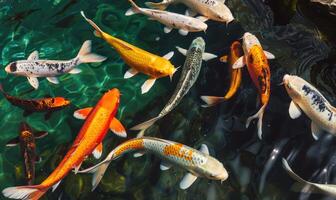 avvicinamento di colorato koi pesce nuoto nel il chiaro acque di un' primavera lago foto