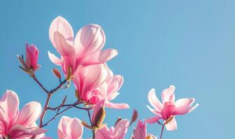 un' grappolo di rosa magnolia fiori contro un' chiaro blu cielo foto