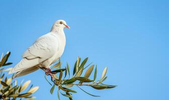 bianca Piccione arroccato su un' ramo con un oliva ramo nel suo becco contro un' sereno blu cielo foto