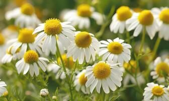 avvicinamento di camomilla fiori, selettivo messa a fuoco foto