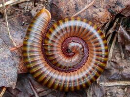 un' arrotolato millepiedi sagomato su terra. foto