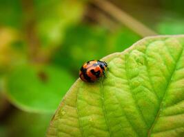 coccinella seduta su un' verde foglia. foto