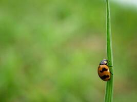 coccinella seduta su un' verde foglia. foto