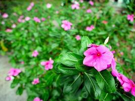 rosa fiori fioritura nel il molla, bellissimo rosa fiori. foto