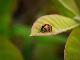 coccinella seduta su un' verde foglia. foto