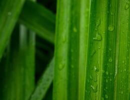 verde foglia con acqua gocce vicino su, avvicinamento di gocce di pioggia su le foglie. foto