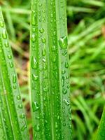 verde foglia con acqua gocce vicino su, avvicinamento di gocce di pioggia su le foglie. foto