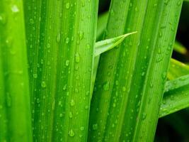 verde foglia con acqua gocce vicino su, avvicinamento di gocce di pioggia su le foglie. foto