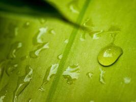 verde foglia con acqua gocce vicino su foto