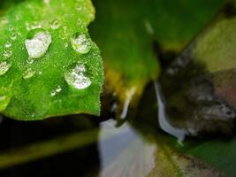 verde foglia con acqua gocce vicino su foto