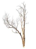 albero morto isolato su sfondo bianco foto