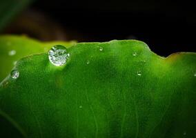 verde foglia con acqua gocce vicino su foto