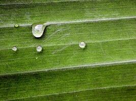 verde foglia con acqua gocce vicino su foto