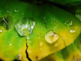 verde foglia con acqua gocce vicino su foto