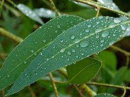 verde foglia con acqua gocce vicino su foto