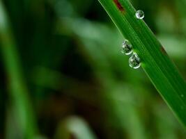 avvicinamento di gocce di pioggia su le foglie foto