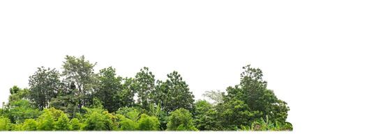 un' gruppo di ricco verde alberi alto risoluzione su bianca sfondo. foto