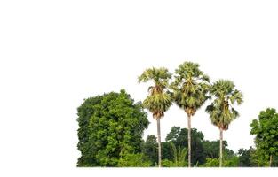 un' gruppo di ricco verde alberi alto risoluzione su bianca sfondo. foto