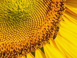 ape raccoglie nettare a partire dal un' girasole foto