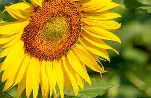 ape raccoglie nettare a partire dal un' girasole foto