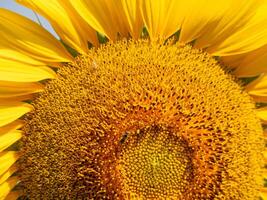 ape raccoglie nettare a partire dal un' girasole foto