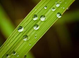 avvicinamento di gocce di pioggia su le foglie foto