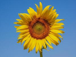 girasole fioritura nel il mattina cielo sfondo foto