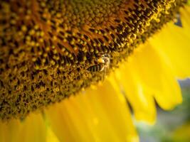 ape raccoglie nettare a partire dal un' girasole foto