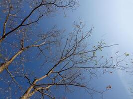 alberi, ramoscelli e cielo, foresta foto