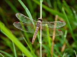 bellissimo natura scena libellula, mostrando di occhi e Ali dettaglio. foto