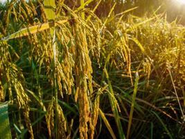 campo di riso al tramonto. foto