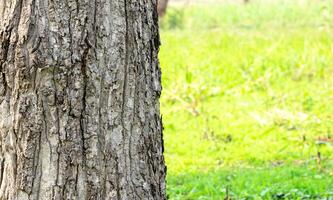 albero tronco isolato foresta e fogliame nel estate. a partire dal sfondo foto