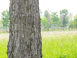 vuoto albero tronco per Schermo montaggi foresta e fogliame nel estate foto