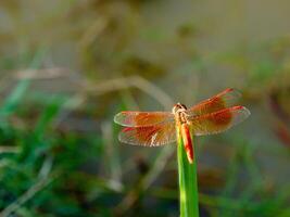 bellissimo natura scena libellula, mostrando di occhi e Ali dettaglio. foto