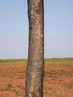 albero tronco isolato a partire dal sfondo foto